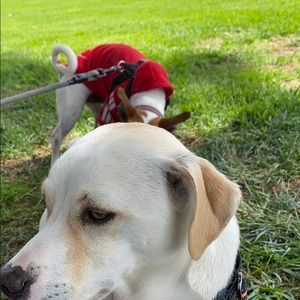 Meet your Posher, Alfonso